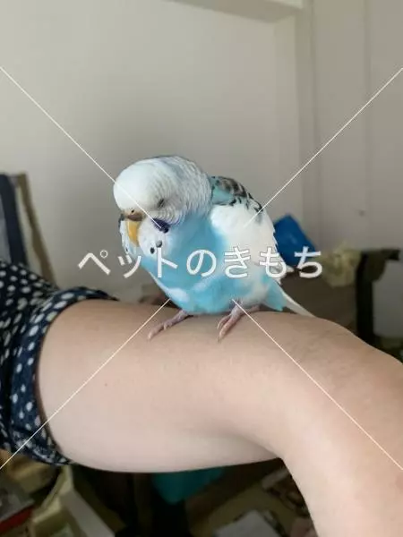 保護鳥の画像