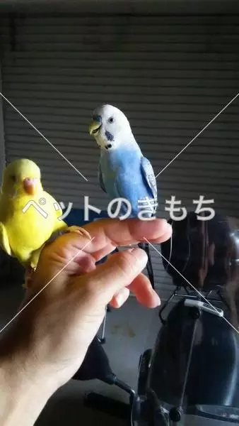 迷子鳥の画像