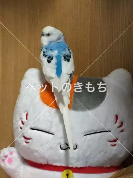 コメント投稿の画像