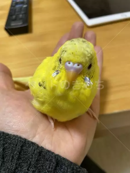 保護鳥の画像