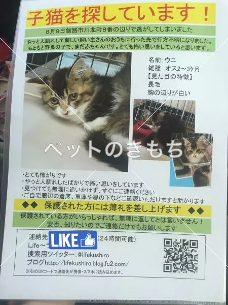 迷子猫の画像