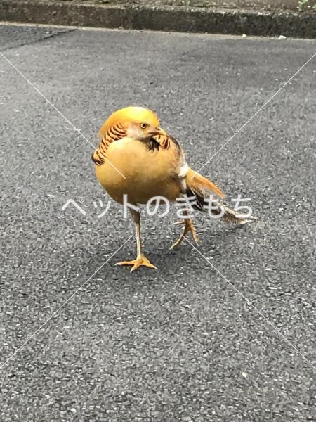 埼玉県で鳥を保護しました 鳥の種類 キイロキンケイ 金鶏 黄色金鶏 投稿no 1