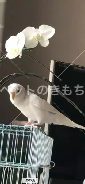 迷子鳥の画像