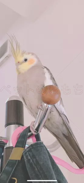 迷子鳥の画像