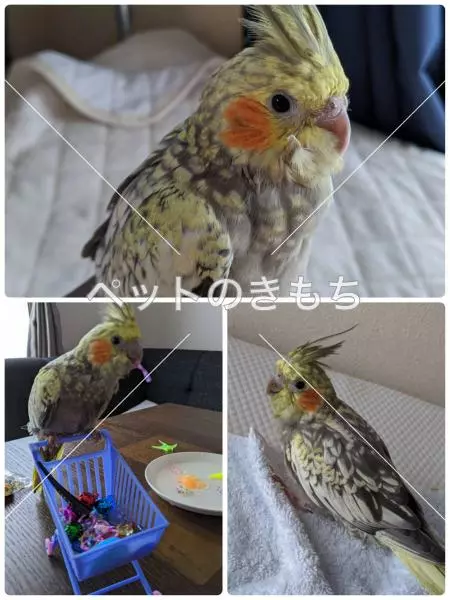 迷子鳥の画像