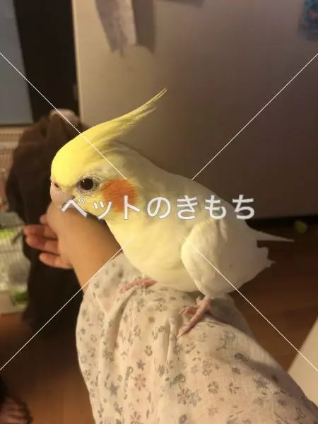 迷子鳥の画像