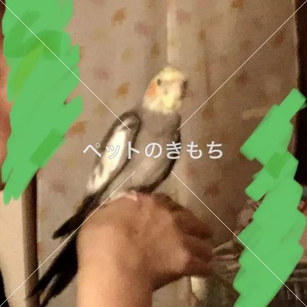 迷子鳥の画像
