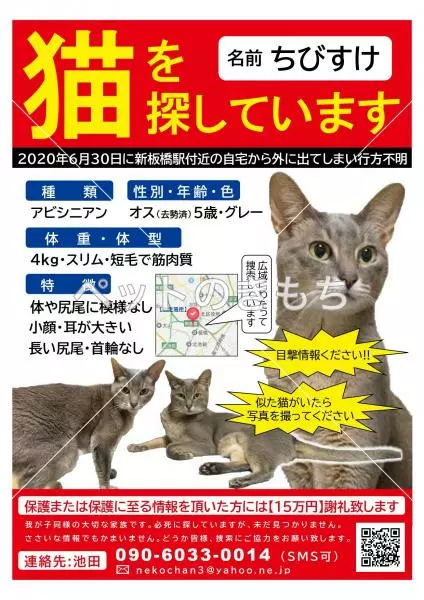 迷子猫の画像
