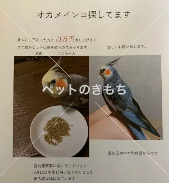 迷子鳥の画像