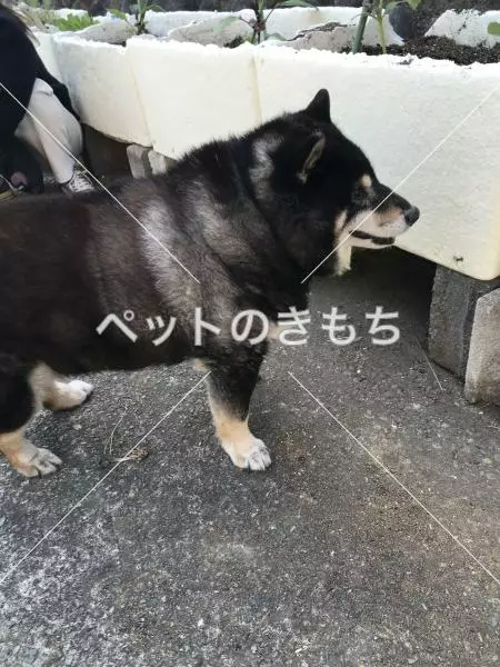 保護犬の画像