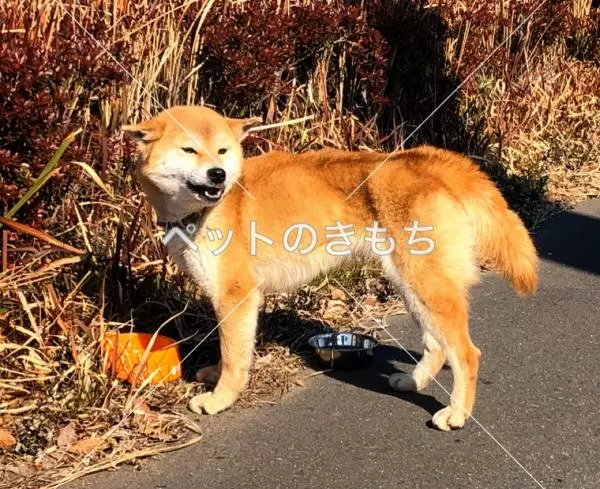 保護犬の画像
