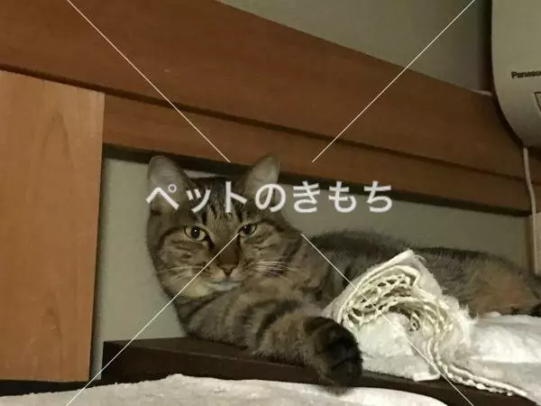 迷子猫の画像