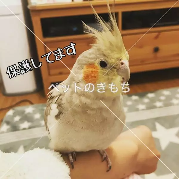 保護鳥の画像