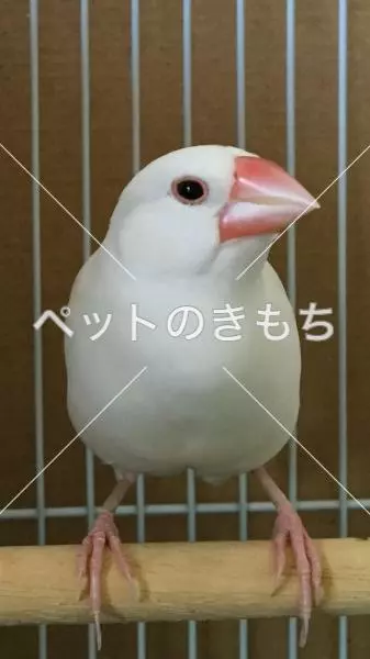 迷子鳥の画像