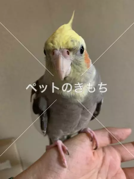 迷子鳥の画像