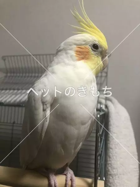 迷子鳥の画像