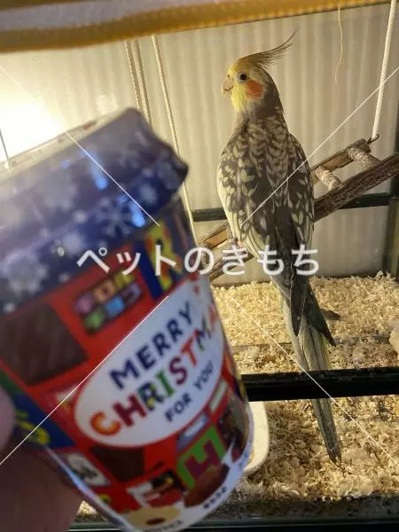 迷子鳥の画像