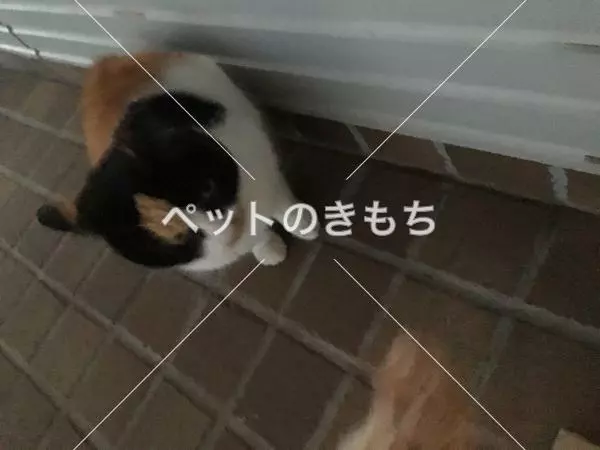 迷子猫の画像