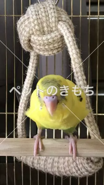 迷子鳥の画像