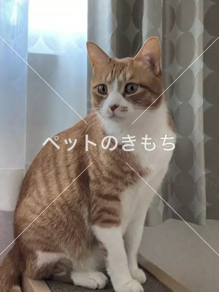 迷子猫の画像