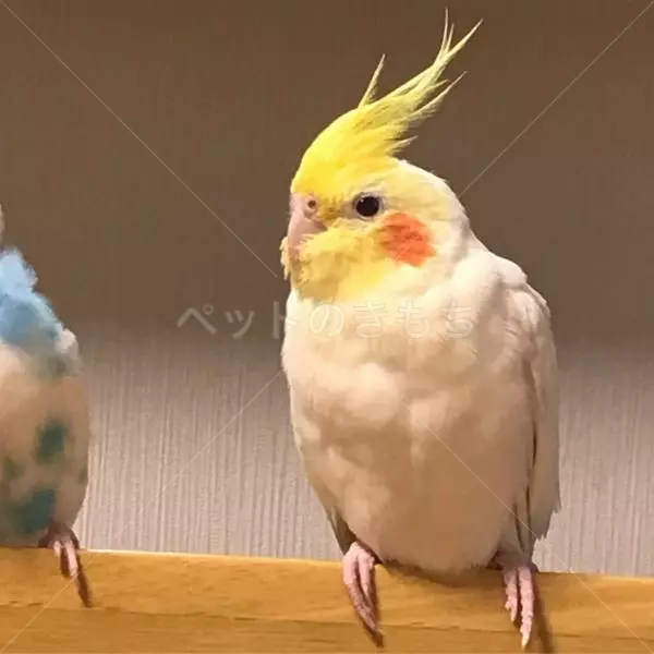 迷子鳥の画像