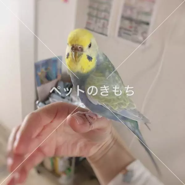 迷子鳥の画像