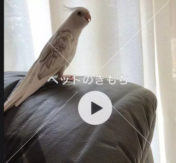 迷子鳥の画像