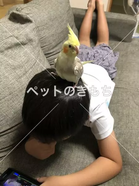 迷子鳥の画像