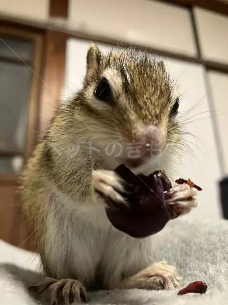 迷子ペットの画像