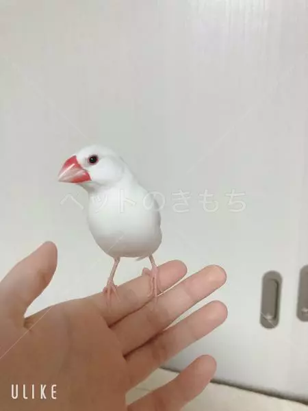 迷子鳥の画像