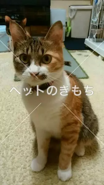 迷子猫の画像