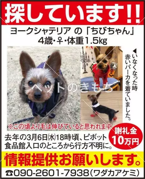迷子犬の画像