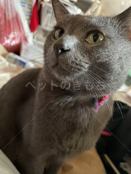 迷子猫の画像