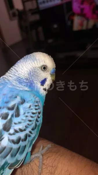 迷子鳥の画像
