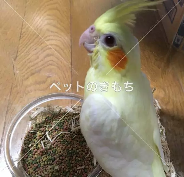 迷子鳥の画像