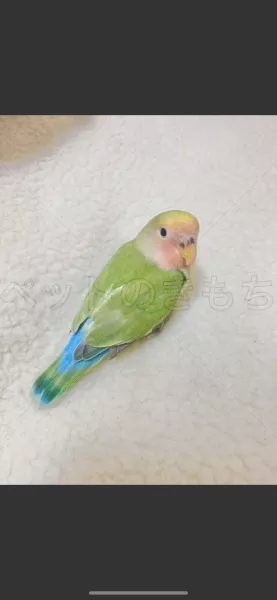 迷子鳥の画像