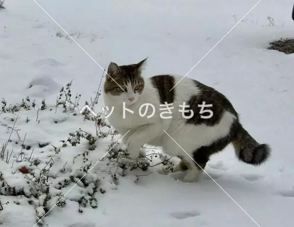 迷子猫の画像