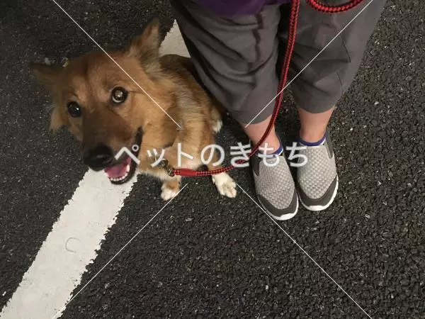 コメント投稿の画像