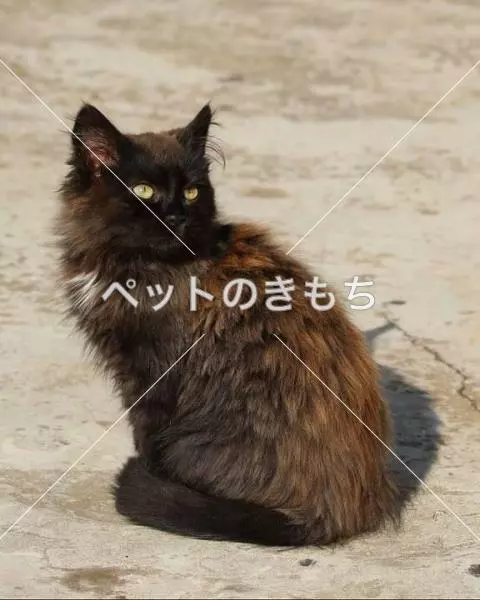 迷子猫の画像