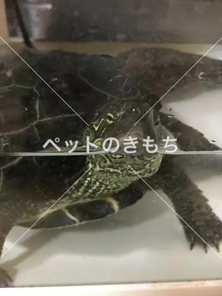 迷子ペットの画像