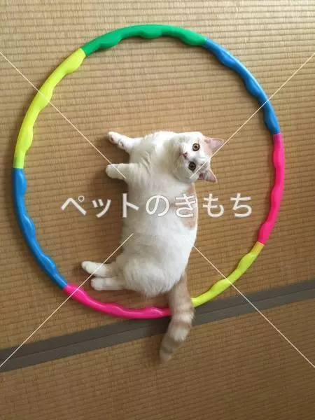 迷子猫の画像