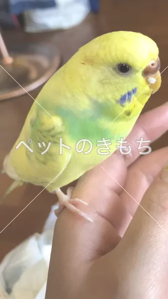 迷子鳥の画像