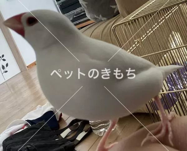 迷子鳥の画像