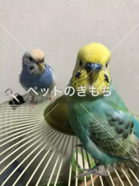 迷子鳥の画像