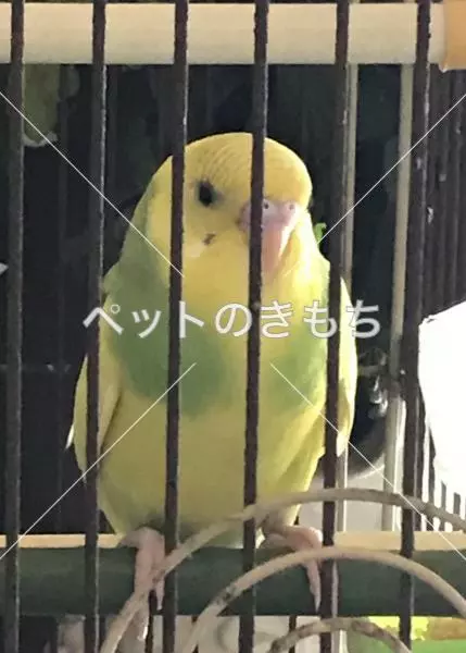 迷子鳥の画像