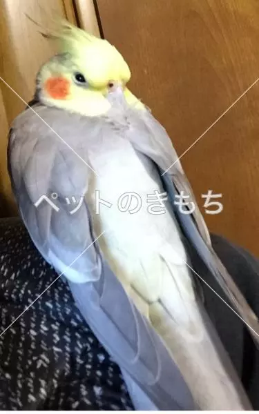 迷子鳥の画像
