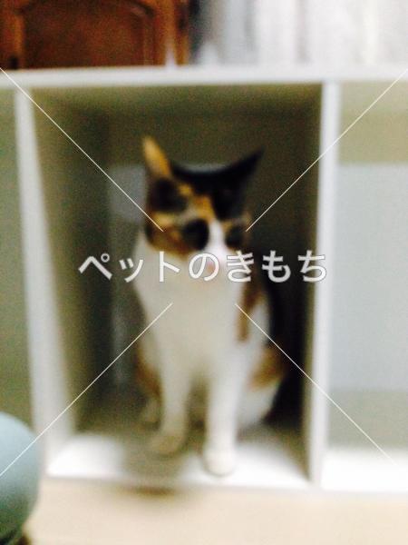 迷い猫の写真