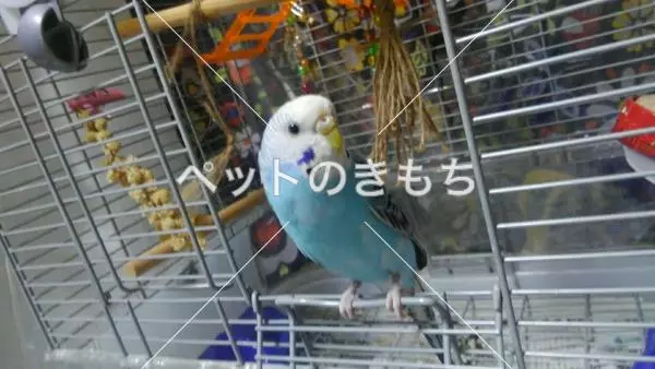 迷子鳥の画像
