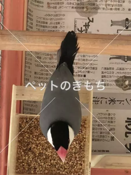 コメント投稿の画像