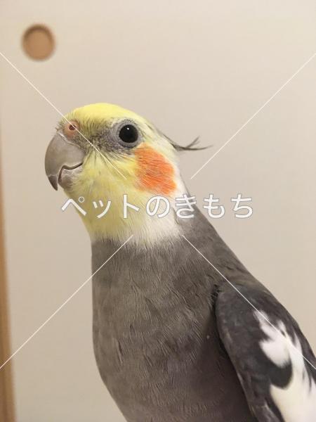 迷子鳥の画像